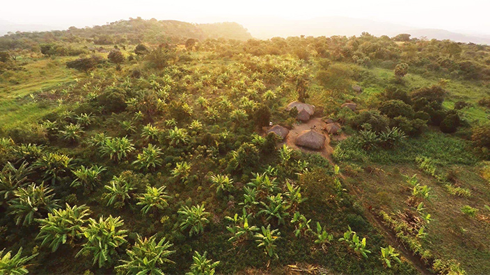 Rows of crops being grown on a hillside