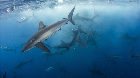 Underwater photo of swimming sharks