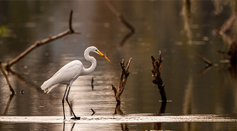 Photograph of a heron on a lake