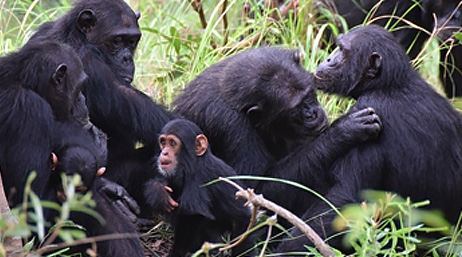Adult and baby gorillas surrounded by tall grass in their natural habitat