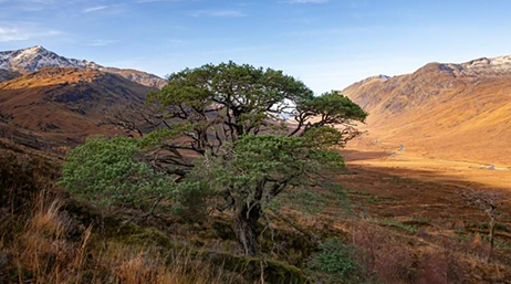 A large pine tree in a shady wild valley under a clear blue sky