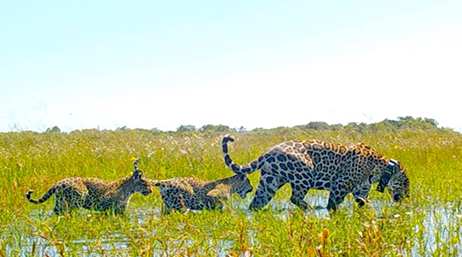 Three jaguars walking through a field of deep green grass under a clear pale blue sky