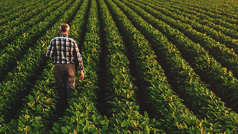 A person walking down a row in a field where plants are a couple of feet tall